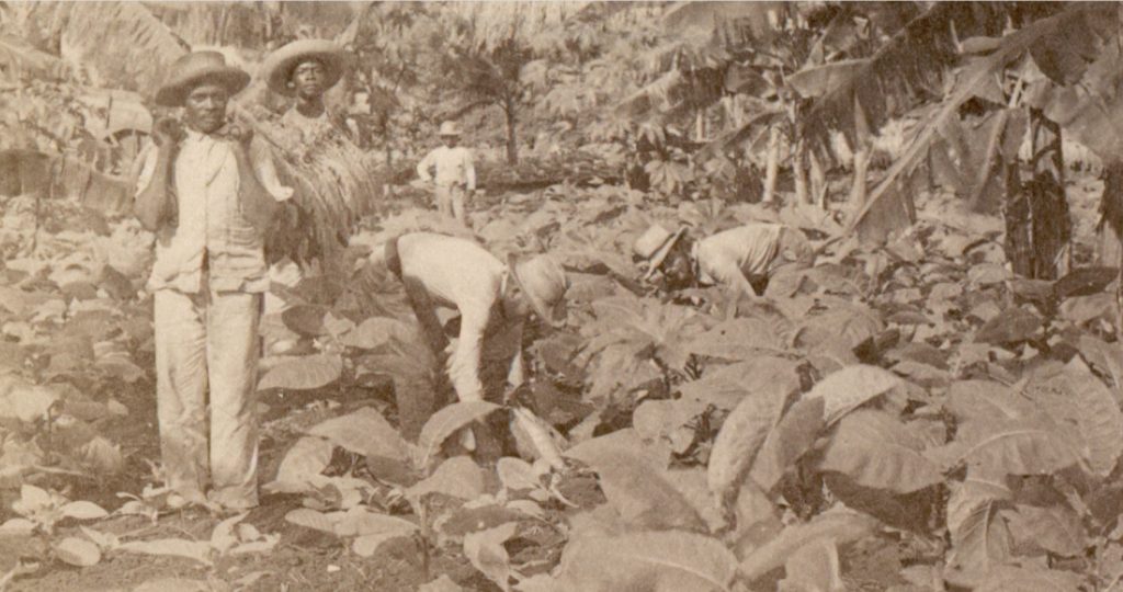Workers cutting tobacco leaves in Havana Cuba 1899